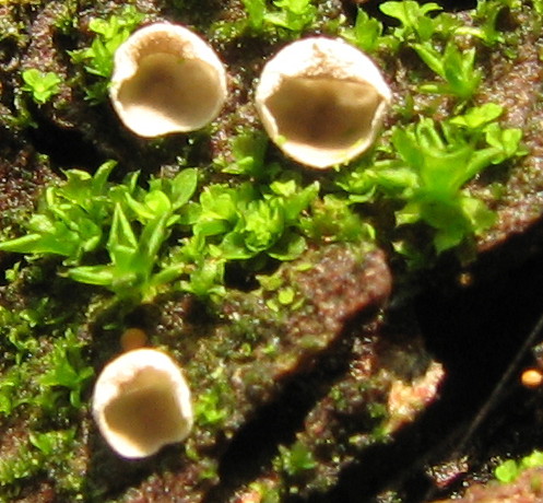 Leucoscypha leucotricha vs. Rimbachia neckerae